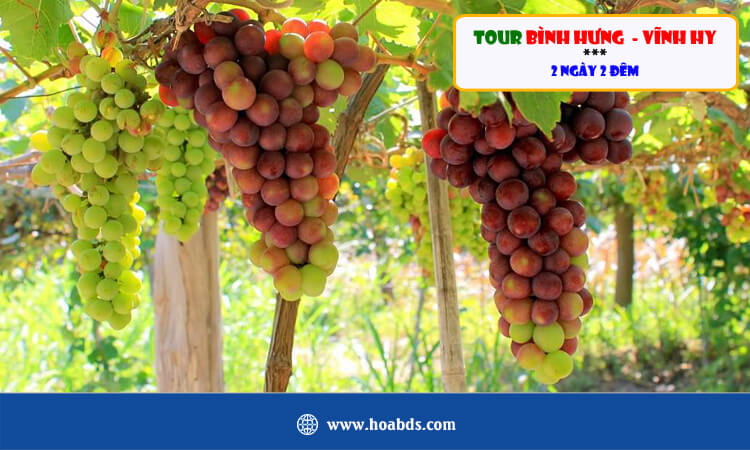 Tour Bình Hưng - Vĩnh Hy 2 ngày 2 đêm